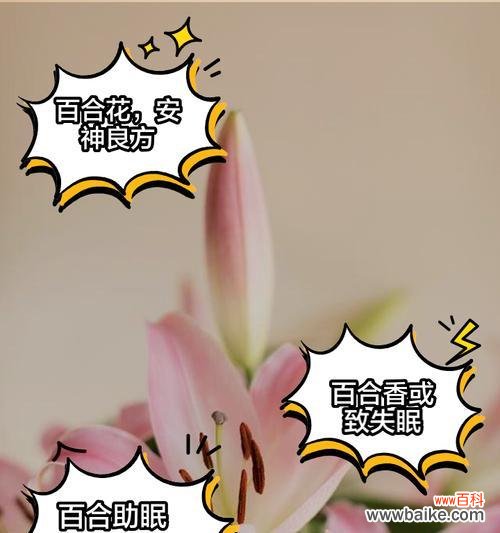 元旦和百合什么意思?百合花在元旦期间有何特殊含义?