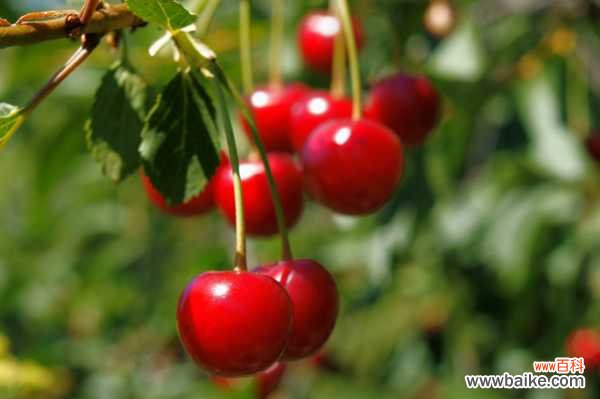 樱桃树苗多少钱一棵,樱桃树图片