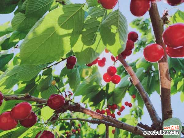 樱桃树苗多少钱一棵,樱桃树图片
