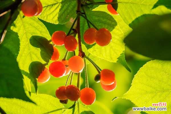 樱桃树苗多少钱一棵,樱桃树图片