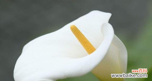 解读马蹄莲的花语及文化内涵 马蹄莲花语