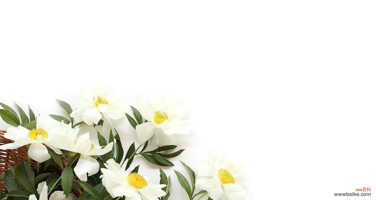 探索不同颜色牡丹的寓意与象征 白牡丹和绿牡丹的花语