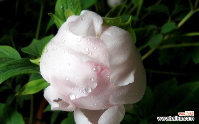 探索不同颜色牡丹的寓意与象征 白牡丹和绿牡丹的花语