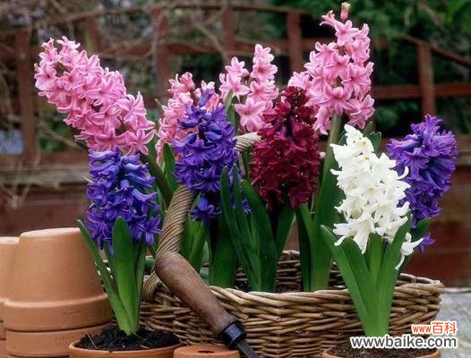 探寻这朵娇艳的春季之花 风信子的花语含义