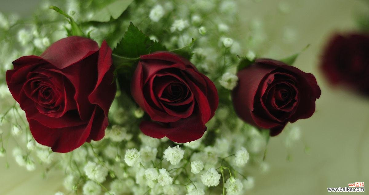 探究三朵红玫瑰所代表的情感和象征意义 三朵红玫瑰的意义