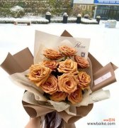 揭开高雪轮花语的秘密，让你品味高原之美 高雪轮花语