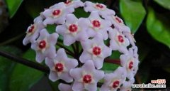 探究球兰的寓意与文化内涵 揭秘球兰的花语