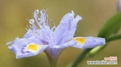 传递爱和祝福的美丽信使 鸢尾花的花语