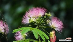 探寻银合欢的神话和象征意义，领略它独特的美丽之处 银合欢之美——传说和花语