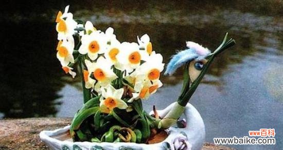 探秘水仙花的传说与寓意 水仙花的花语及其意义