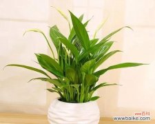 花开如意 一帆风顺的花语与寓意