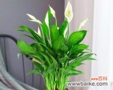 探索一帆风顺花的寓意和美丽 一帆风顺花