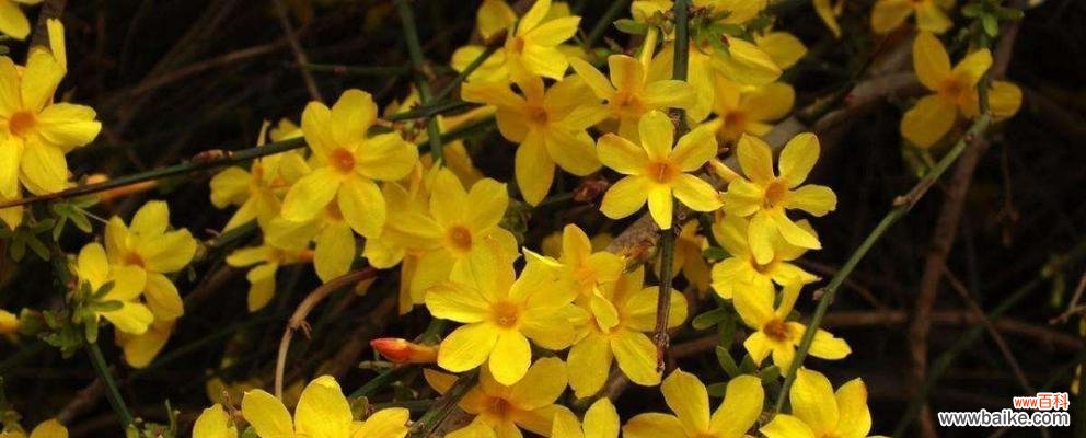 带给我们的希望与喜悦 迎春花