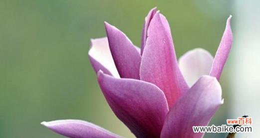 盆栽玉兰花全部开放预示着什么？如何照料刚开放的玉兰花？