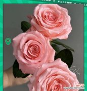 粉色玫瑰通常象征着哪些情感？