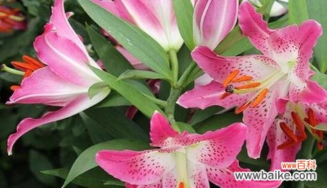 不同颜色百合花的花语有何不同？它们各自代表什么？