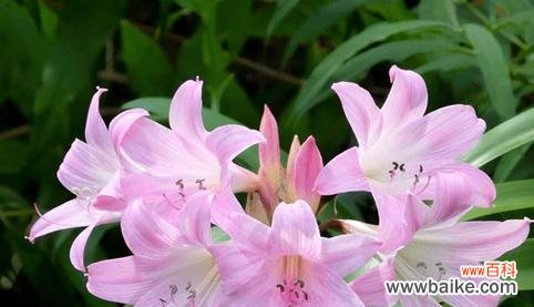 百合花代表什么狗狗品种？