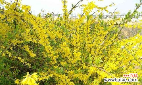 揭秘迎春花的花语及文化内涵 迎春花花语