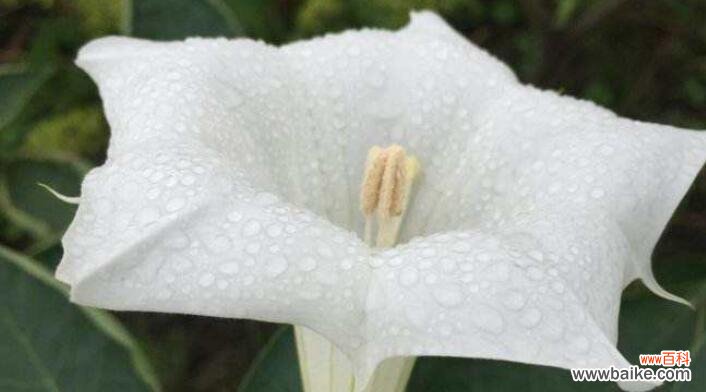 揭秘白色曼陀罗背后的神秘故事和花语含义 白色曼陀罗的神秘传说与花语