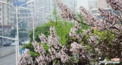 赏识泡桐花，感受自然之美 泡桐花的花语与寓意