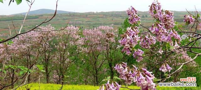 赏识泡桐花，感受自然之美 泡桐花的花语与寓意