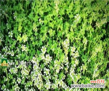 香味扑鼻，寓意深远的百里香，寄托着爱与感激 芳香四溢的百里香，其花语寓意深远