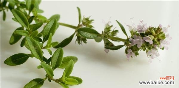 香味扑鼻，寓意深远的百里香，寄托着爱与感激 芳香四溢的百里香，其花语寓意深远