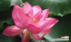 传递着神圣的情感 荷花的花语
