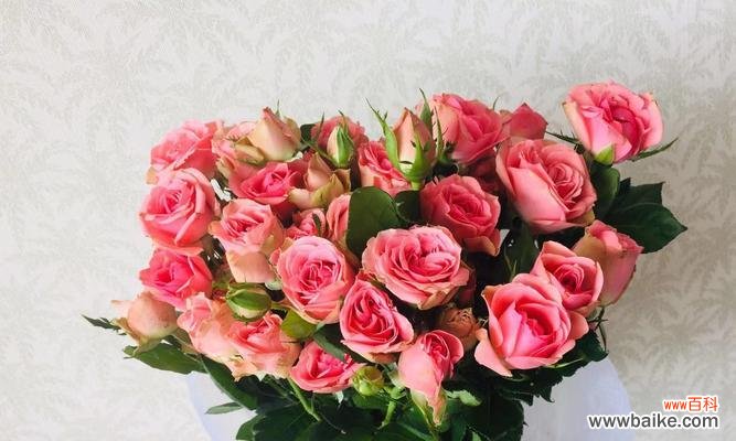 解析不同颜色玫瑰的含义,让你送花更有意义 玫瑰花颜色的意义