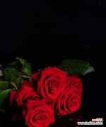 探寻黑色玫瑰的情感象征与文化传承 解析黑色玫瑰花语