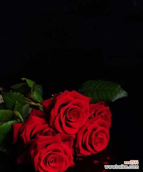 探寻黑色玫瑰的情感象征与文化传承 解析黑色玫瑰花语