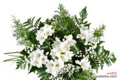 探究小苍兰花的代表意义和传承价值 小苍兰花语之含义