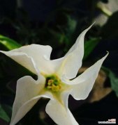 探寻茶色和黄色曼陀罗所代表的含义和象征 茶色曼陀罗和黄色曼陀罗的花语