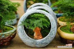 文竹开花寓意什么兆头，养几根才最好