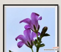 探寻风铃草的代表意思与品种 风铃草，花园的灵魂