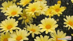 探秘玛格丽特的花言著意 玛格丽特花语的含义