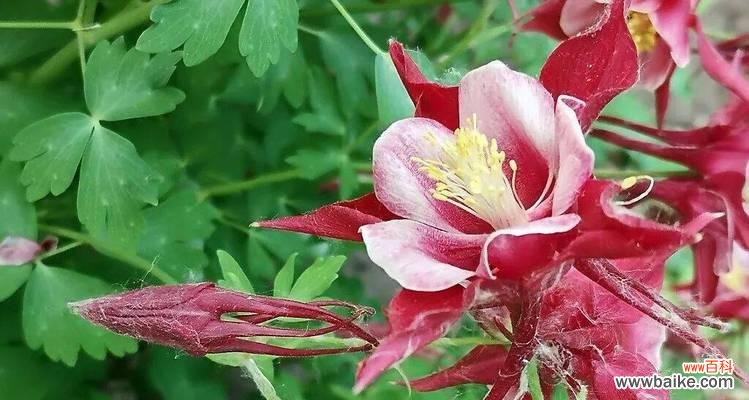 揭开耧斗菜花语的神秘面纱 耧斗菜的花语