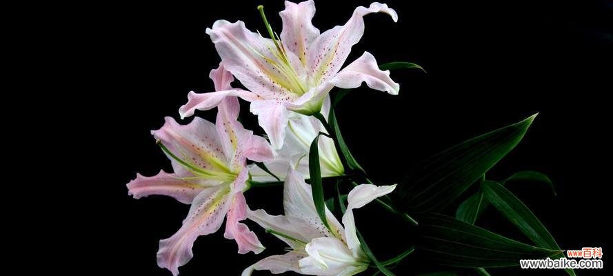 探究百合花的文化背景与神话传说 揭秘百合花的含义与象征