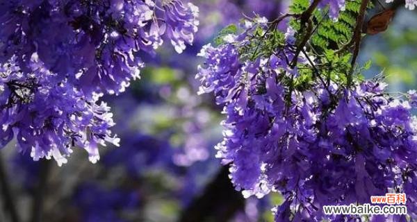 解读蓝楹花的美丽与神秘 蓝楹花花语的含义