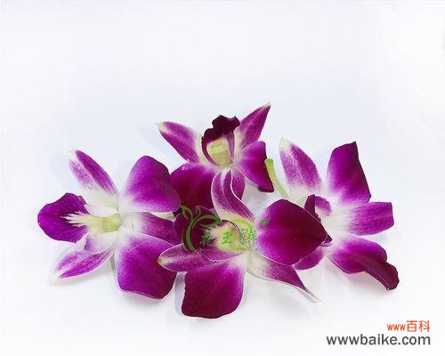 洋兰花的美丽寓意与传承之谜 洋兰花