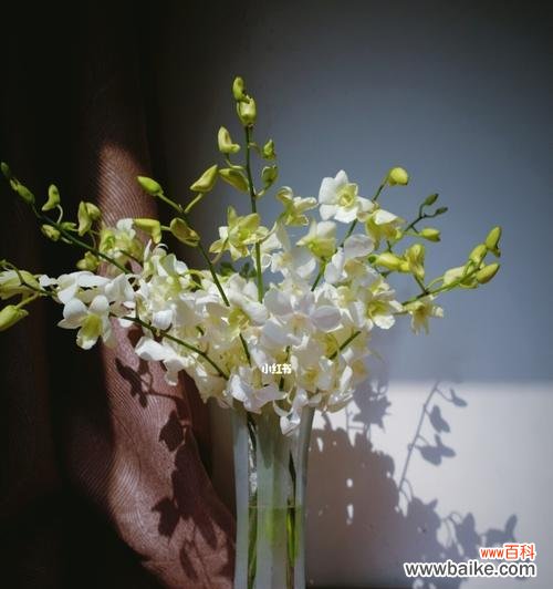 美丽的洋兰花和它的心灵疗愈魔力 洋兰花的象征意义和作用