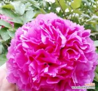 如何精心养护牡丹 养牡丹，快乐花园之旅