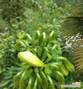 美丽与纯洁 野百合的花语与寓意