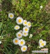 探索野菊花花语的深层含义 野菊花花语与人生