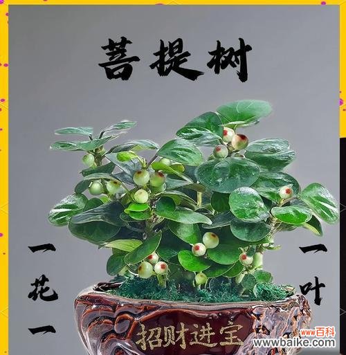 哪种盆栽适合新家且能结果？