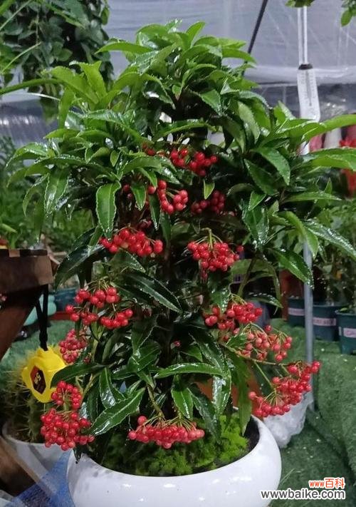 哪种盆栽适合新家且能结果？