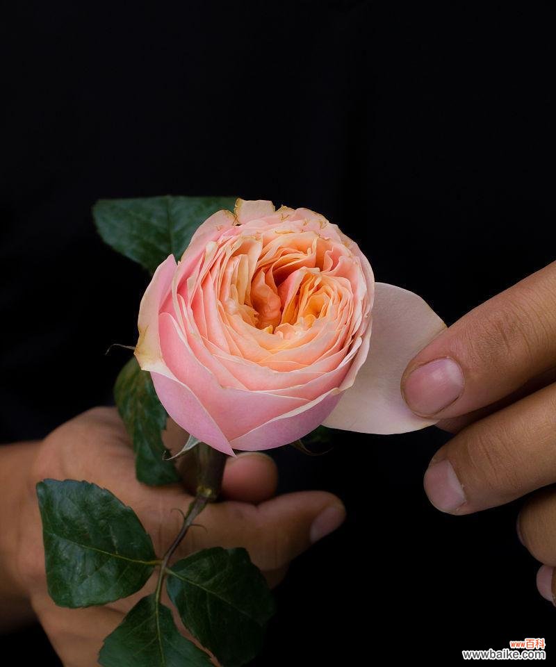 从人身上摘取玫瑰花的含义是什么？