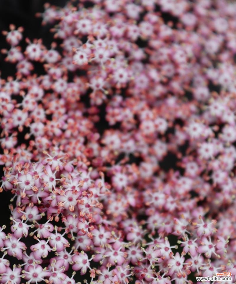 樱花草的花语是什么？这种花有何特别的寓意？
