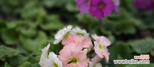 樱花草的花语是什么？这种花有何特别的寓意？