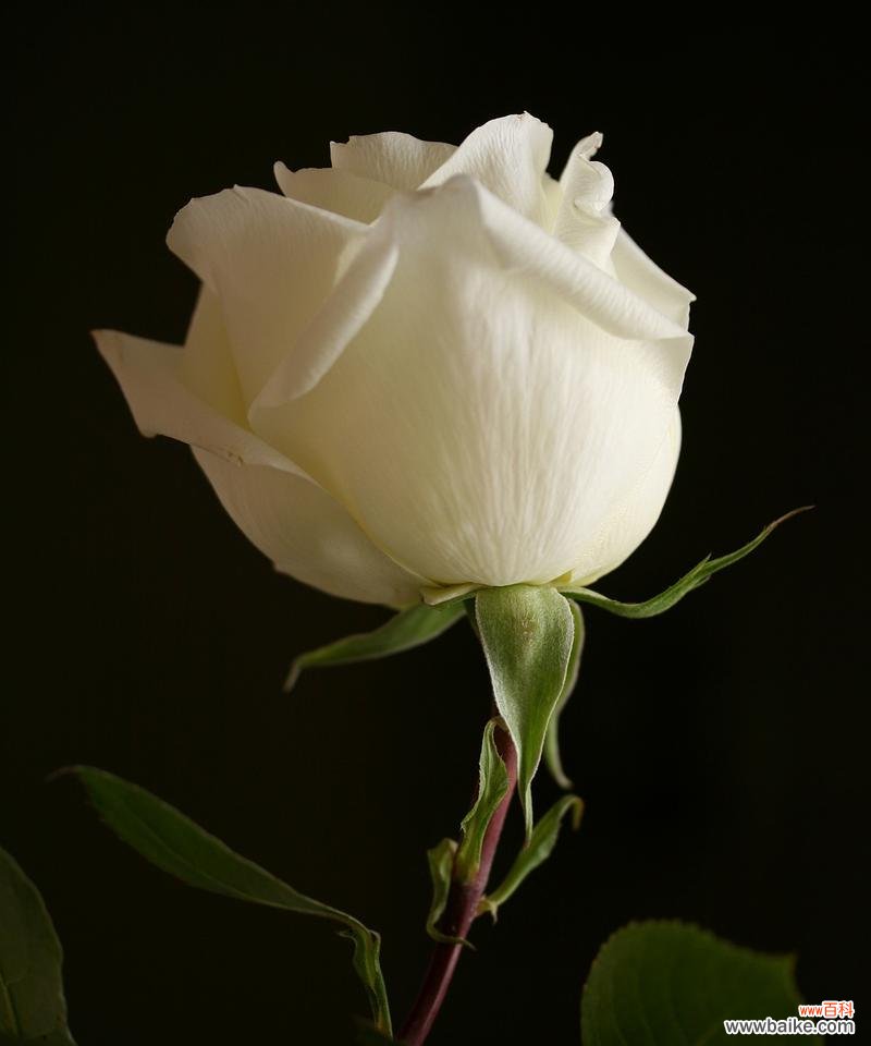 白玫瑰发的作品表达了什么情感？